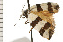  ( - 08-NSWHH-0805)  @13 [ ] CreativeCommons - Attribution (2009) Unspecified Centre for Biodiversity Genomics