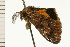 (Teia anartoides - 08-NSWHH-0879)  @14 [ ] CreativeCommons - Attribution (2009) Unspecified Centre for Biodiversity Genomics