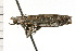  ( - 08-NSWHH-0925)  @14 [ ] CreativeCommons - Attribution (2009) Unspecified Centre for Biodiversity Genomics