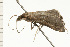 ( - 08-NSWHH-0928)  @13 [ ] CreativeCommons - Attribution (2009) Unspecified Centre for Biodiversity Genomics