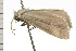 ( - 08-NSWHH-0932)  @12 [ ] CreativeCommons - Attribution (2009) Unspecified Centre for Biodiversity Genomics