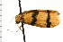  ( - 08-NSWHH-0952)  @12 [ ] CreativeCommons - Attribution (2009) Unspecified Centre for Biodiversity Genomics