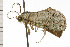  ( - 08-NSWHH-0980)  @13 [ ] CreativeCommons - Attribution (2009) Unspecified Centre for Biodiversity Genomics