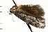  ( - 08-NSWHH-0983)  @13 [ ] CreativeCommons - Attribution (2009) Unspecified Centre for Biodiversity Genomics