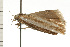  (Catoryctis subparallela - 08-NSWHH-0991)  @15 [ ] CreativeCommons - Attribution (2009) Unspecified Centre for Biodiversity Genomics