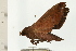  ( - 08-NSWHH-0003)  @12 [ ] CreativeCommons - Attribution (2009) Unspecified Centre for Biodiversity Genomics