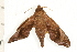  ( - 08-NSWHH-0019)  @13 [ ] CreativeCommons - Attribution (2009) Unspecified Centre for Biodiversity Genomics