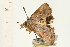  ( - 08-NSWHH-0038)  @12 [ ] CreativeCommons - Attribution (2009) Unspecified Centre for Biodiversity Genomics