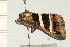  ( - 08-NSWHH-0048)  @12 [ ] CreativeCommons - Attribution (2009) Unspecified Centre for Biodiversity Genomics