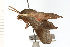  ( - 08-NSWHH-0051)  @14 [ ] CreativeCommons - Attribution (2009) Unspecified Centre for Biodiversity Genomics