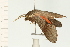  ( - 08-NSWHH-0053)  @14 [ ] CreativeCommons - Attribution (2009) Unspecified Centre for Biodiversity Genomics