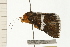  ( - 08-NSWHH-0055)  @12 [ ] CreativeCommons - Attribution (2009) Unspecified Centre for Biodiversity Genomics