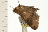  ( - 08-NSWHH-0056)  @12 [ ] CreativeCommons - Attribution (2009) Unspecified Centre for Biodiversity Genomics