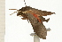  ( - 08-NSWHH-0058)  @14 [ ] CreativeCommons - Attribution (2009) Unspecified Centre for Biodiversity Genomics