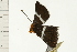  ( - 08-NSWHH-0070)  @12 [ ] CreativeCommons - Attribution (2009) Unspecified Centre for Biodiversity Genomics