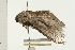  ( - 08-NSWHH-0076)  @13 [ ] CreativeCommons - Attribution (2009) Unspecified Centre for Biodiversity Genomics