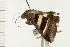  ( - 08-NSWHH-0077)  @13 [ ] CreativeCommons - Attribution (2009) Unspecified Centre for Biodiversity Genomics