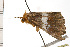  ( - 08-NSWHH-0092)  @12 [ ] CreativeCommons - Attribution (2009) Unspecified Centre for Biodiversity Genomics