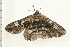  ( - 08-NSWHH-0094)  @13 [ ] CreativeCommons - Attribution (2009) Unspecified Centre for Biodiversity Genomics