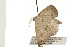  ( - 08-NSWHH-0148)  @12 [ ] CreativeCommons - Attribution (2009) Unspecified Centre for Biodiversity Genomics
