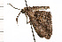  ( - 08-NSWHH-0186)  @13 [ ] CreativeCommons - Attribution (2009) Unspecified Centre for Biodiversity Genomics