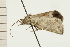  ( - 08-NSWHH-0212)  @13 [ ] CreativeCommons - Attribution (2009) Unspecified Centre for Biodiversity Genomics