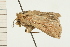  ( - 08-NSWHH-0215)  @13 [ ] CreativeCommons - Attribution (2009) Unspecified Centre for Biodiversity Genomics