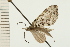  ( - 08-NSWHH-0218)  @12 [ ] CreativeCommons - Attribution (2009) Unspecified Centre for Biodiversity Genomics