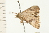  ( - 08-NSWHH-0270)  @12 [ ] CreativeCommons - Attribution (2009) Unspecified Centre for Biodiversity Genomics