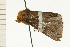  ( - 08-NSWHH-0288)  @12 [ ] CreativeCommons - Attribution (2009) Unspecified Centre for Biodiversity Genomics