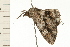  ( - 08-NSWHH-0299)  @12 [ ] CreativeCommons - Attribution (2009) Unspecified Centre for Biodiversity Genomics