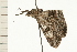  ( - 08-NSWHH-0302)  @13 [ ] CreativeCommons - Attribution (2009) Unspecified Centre for Biodiversity Genomics