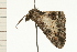  ( - 08-NSWHH-0315)  @12 [ ] CreativeCommons - Attribution (2009) Unspecified Centre for Biodiversity Genomics