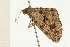  ( - 08-NSWHH-0323)  @13 [ ] CreativeCommons - Attribution (2009) Unspecified Centre for Biodiversity Genomics