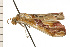  ( - 08-NSWHH-0327)  @14 [ ] CreativeCommons - Attribution (2009) Unspecified Centre for Biodiversity Genomics