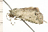  ( - 08-NSWHH-0345)  @13 [ ] CreativeCommons - Attribution (2009) Unspecified Centre for Biodiversity Genomics