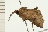  ( - 08-NSWHH-0368)  @14 [ ] CreativeCommons - Attribution (2009) Unspecified Centre for Biodiversity Genomics