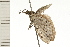  ( - 08-NSWHH-1057.1)  @12 [ ] CreativeCommons - Attribution (2010) Unspecified Centre for Biodiversity Genomics
