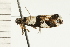  ( - 08-NSWHH-1002)  @13 [ ] CreativeCommons - Attribution (2009) Unspecified Centre for Biodiversity Genomics