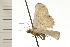  ( - 08-NSWHH-1011)  @13 [ ] CreativeCommons - Attribution (2009) Unspecified Centre for Biodiversity Genomics