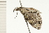  ( - 08-NSWHH-1037)  @12 [ ] CreativeCommons - Attribution (2009) Unspecified Centre for Biodiversity Genomics