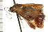  ( - 08-NSWHH-1079)  @12 [ ] CreativeCommons - Attribution (2009) Unspecified Centre for Biodiversity Genomics