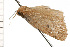  ( - 08-NSWHH-1095)  @13 [ ] CreativeCommons - Attribution (2009) Unspecified Centre for Biodiversity Genomics