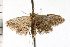  ( - 08-NSWHH-1130)  @13 [ ] CreativeCommons - Attribution (2009) Unspecified Centre for Biodiversity Genomics
