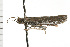  ( - 08-NSWHH-1146)  @14 [ ] CreativeCommons - Attribution (2009) Unspecified Centre for Biodiversity Genomics