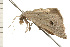  ( - 08-NSWHH-1163)  @12 [ ] CreativeCommons - Attribution (2009) Unspecified Centre for Biodiversity Genomics