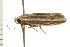  ( - 08-NSWHH-1166)  @13 [ ] CreativeCommons - Attribution (2009) Unspecified Centre for Biodiversity Genomics
