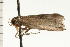  ( - 08-NSWHH-1168)  @12 [ ] CreativeCommons - Attribution (2009) Unspecified Centre for Biodiversity Genomics