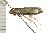  ( - 08-NSWHH-1176)  @12 [ ] CreativeCommons - Attribution (2009) Unspecified Centre for Biodiversity Genomics