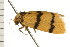  ( - 08-NSWHH-1208)  @12 [ ] CreativeCommons - Attribution (2009) Unspecified Centre for Biodiversity Genomics